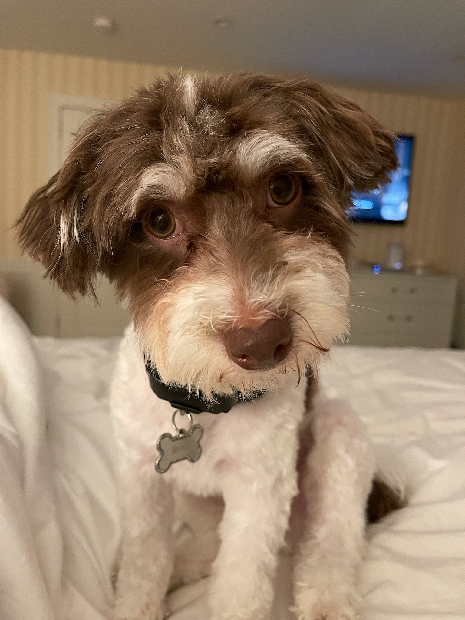 Fluffy Havapoo Poodle Mix Pup