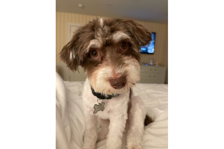 Fluffy Havapoo Poodle Mix Pup