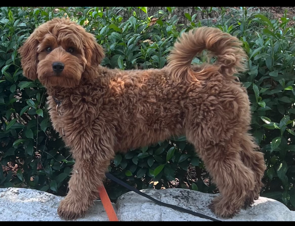 Funny Mini Goldendoodle Poodle Mix Pup