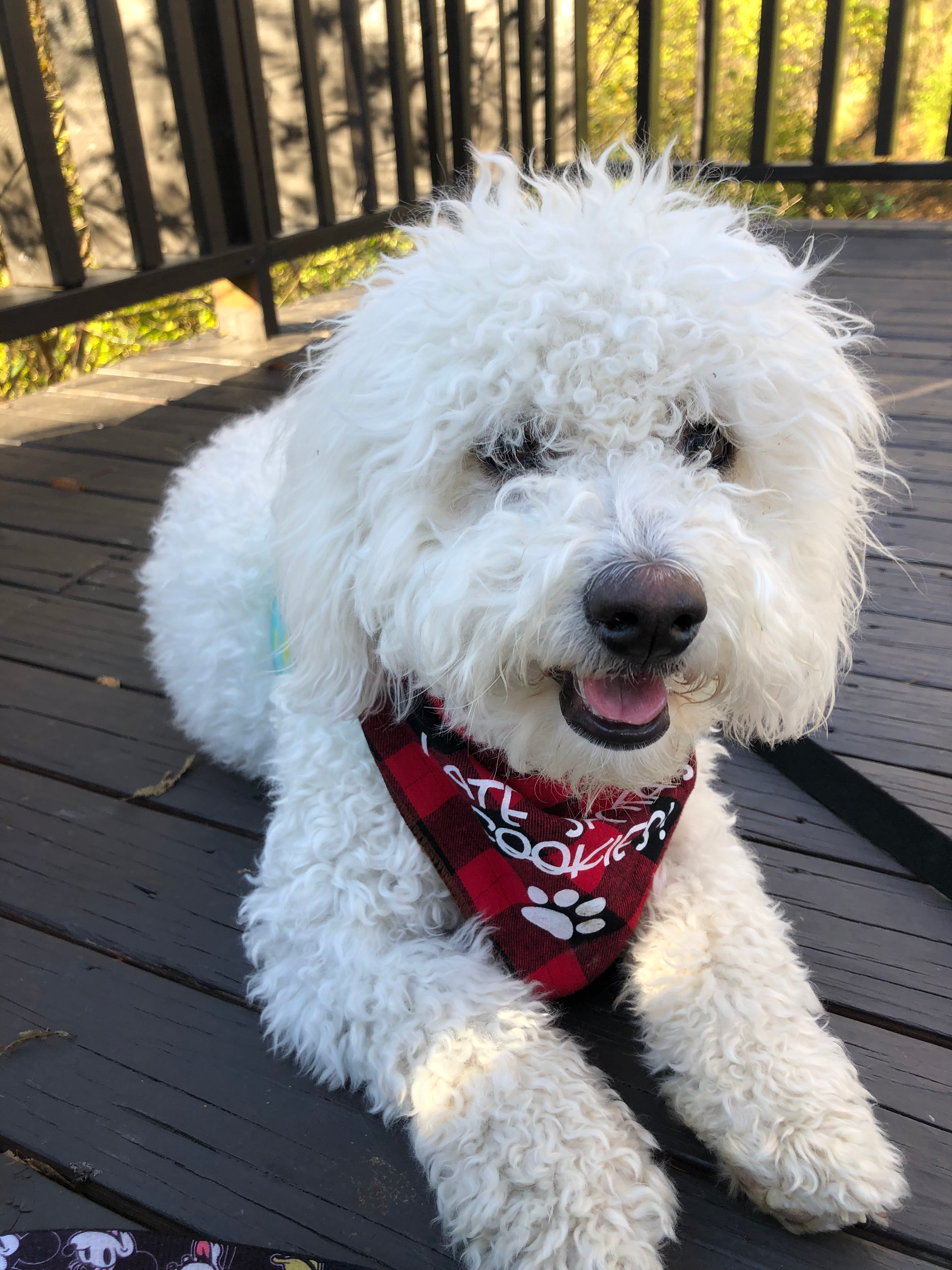 Best Mini Bernedoodle Baby