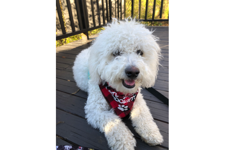 Best Mini Bernedoodle Baby