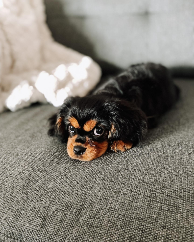 Sweet Cavalier King Charles Spaniel Pup in Bargersville IN