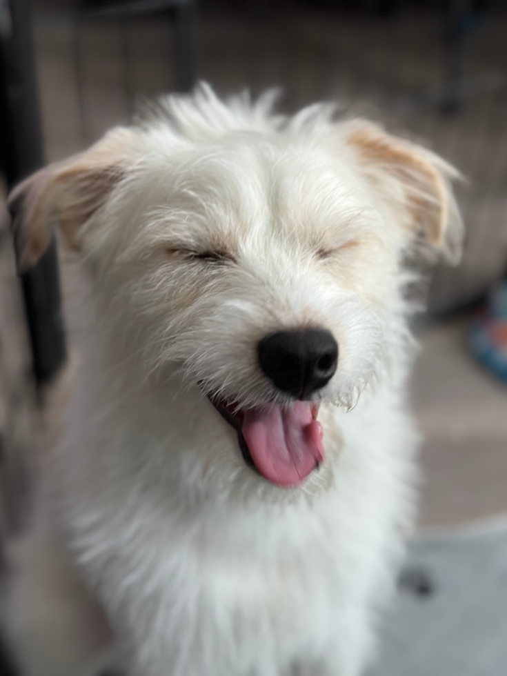 Mini Pomskydoodle Pup