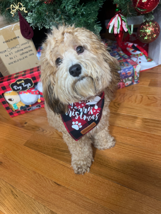 Maltipoo Being Cute