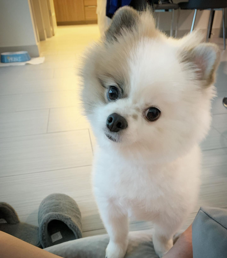 Akc Registered Pomeranian Pup