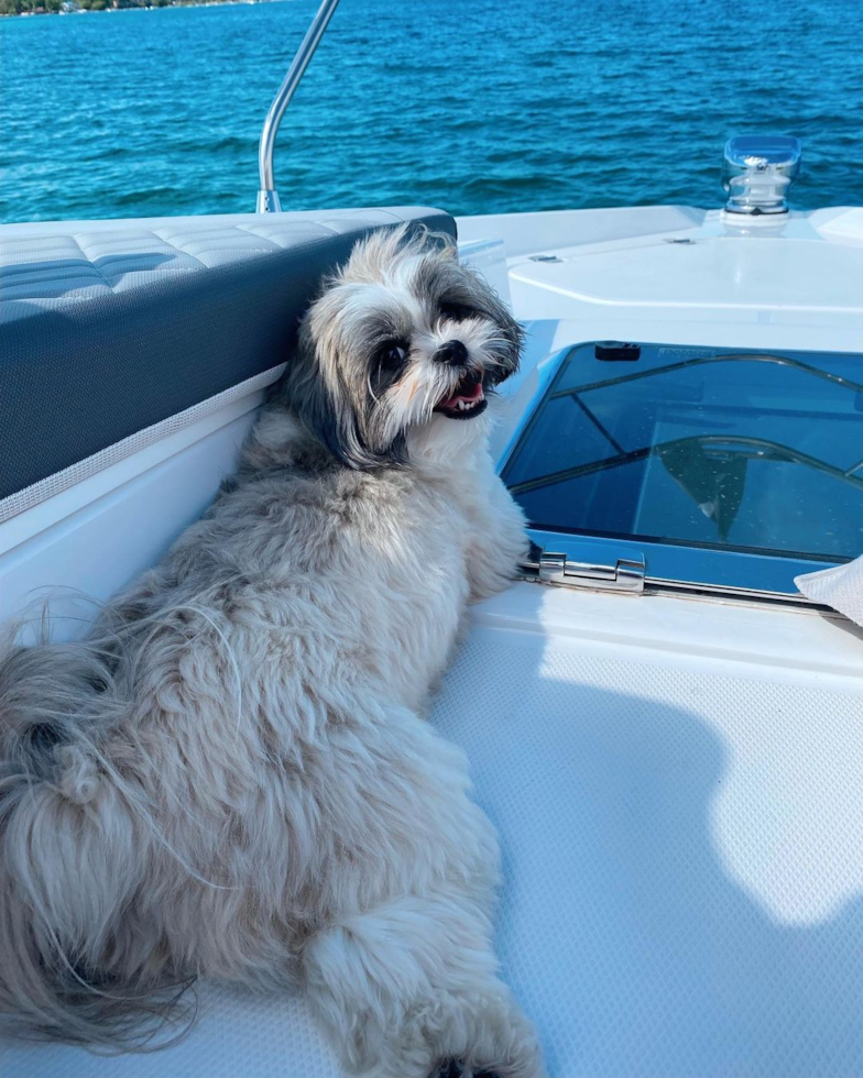 Happy Teddy Bear Pup in Traverse City MI