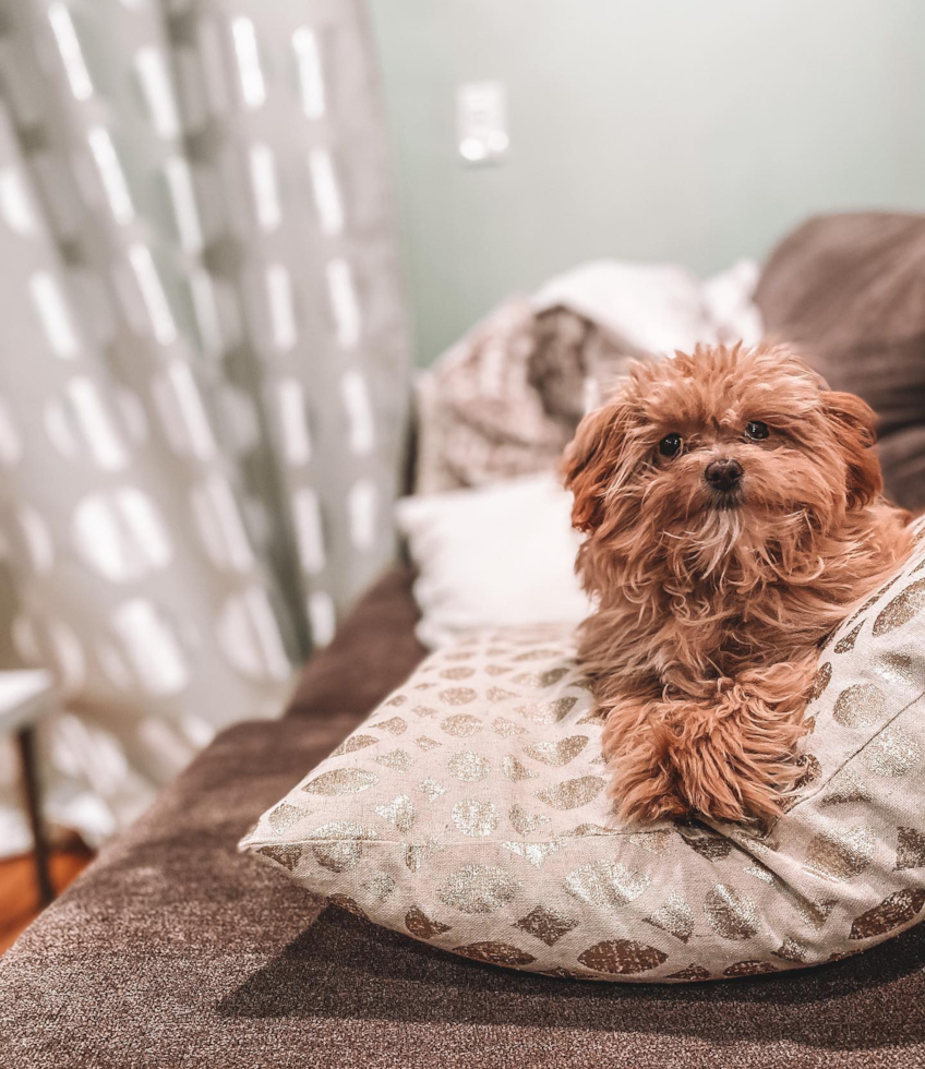 Friendly Maltipoo Pup in Boston MA