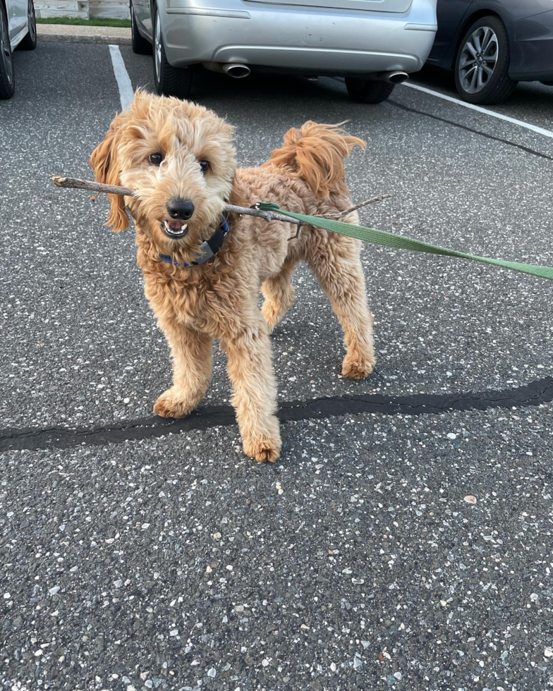 Mini Goldendoodle Being Cute