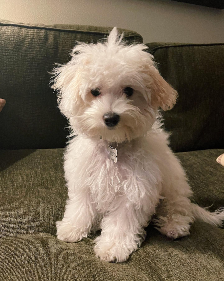 Petite Maltipoo Poodle Mix Pup