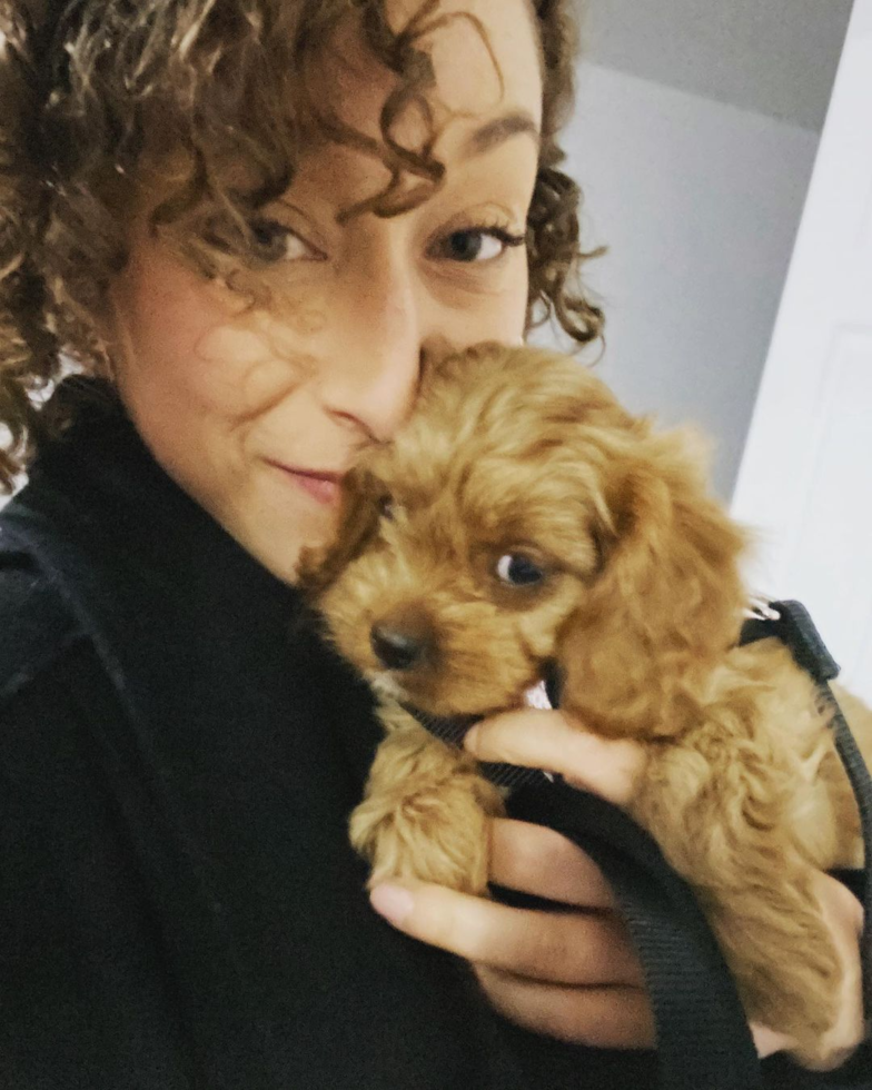 Sweet Cavapoo Pup in New York NY