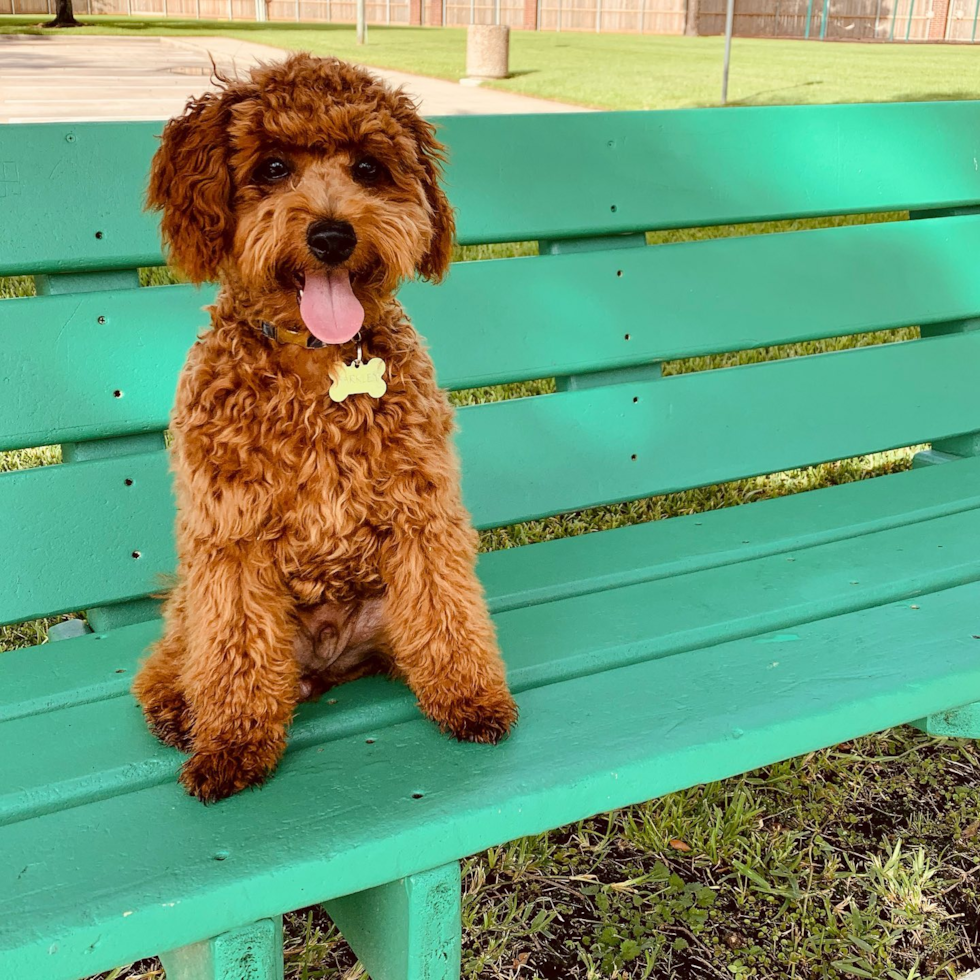 Sweet Cockapoo Pup in Houston TX