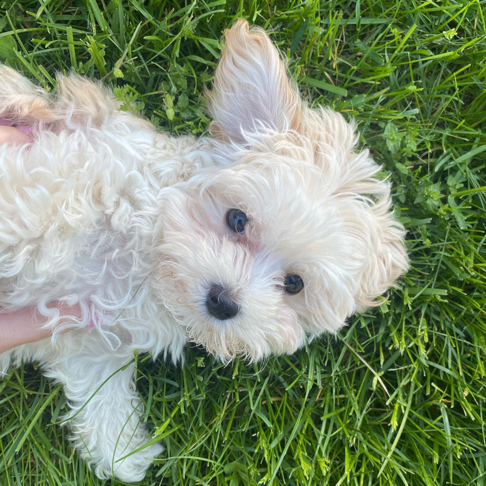 Friendly Maltipoo Pup