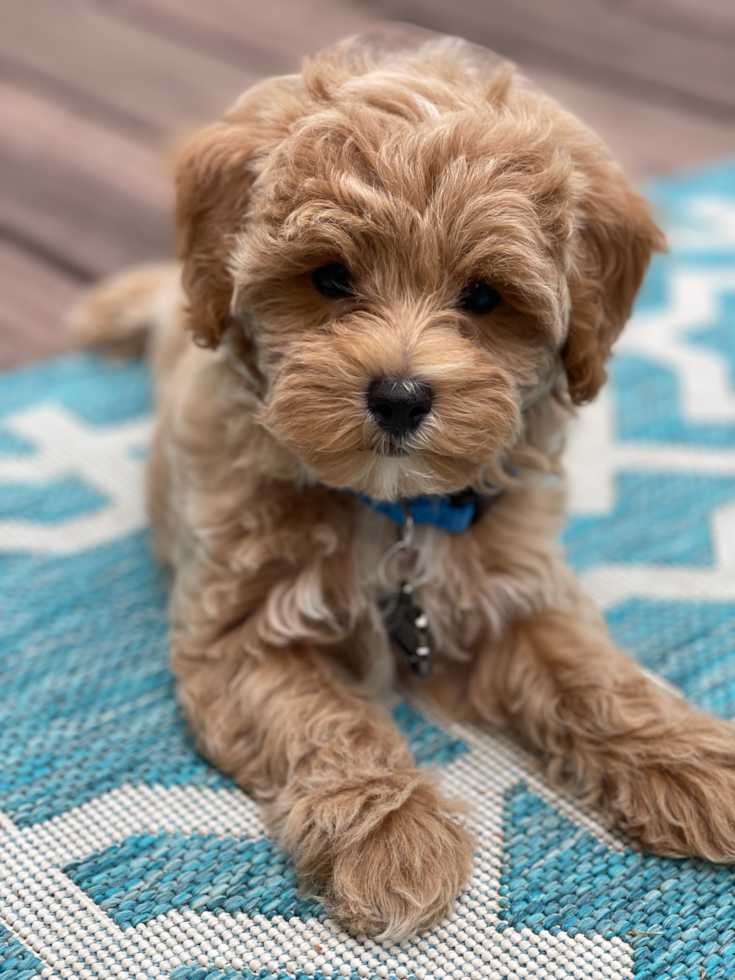 Happy Maltipoo Pup in Leominster MA