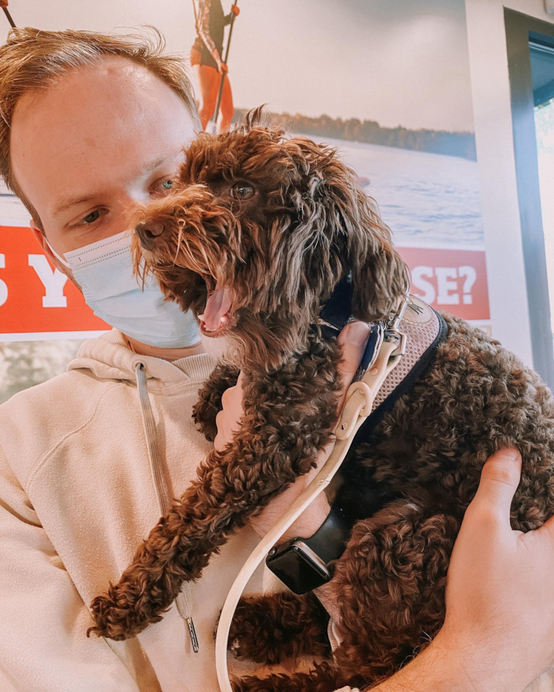 Little Poodle Purebred Pup