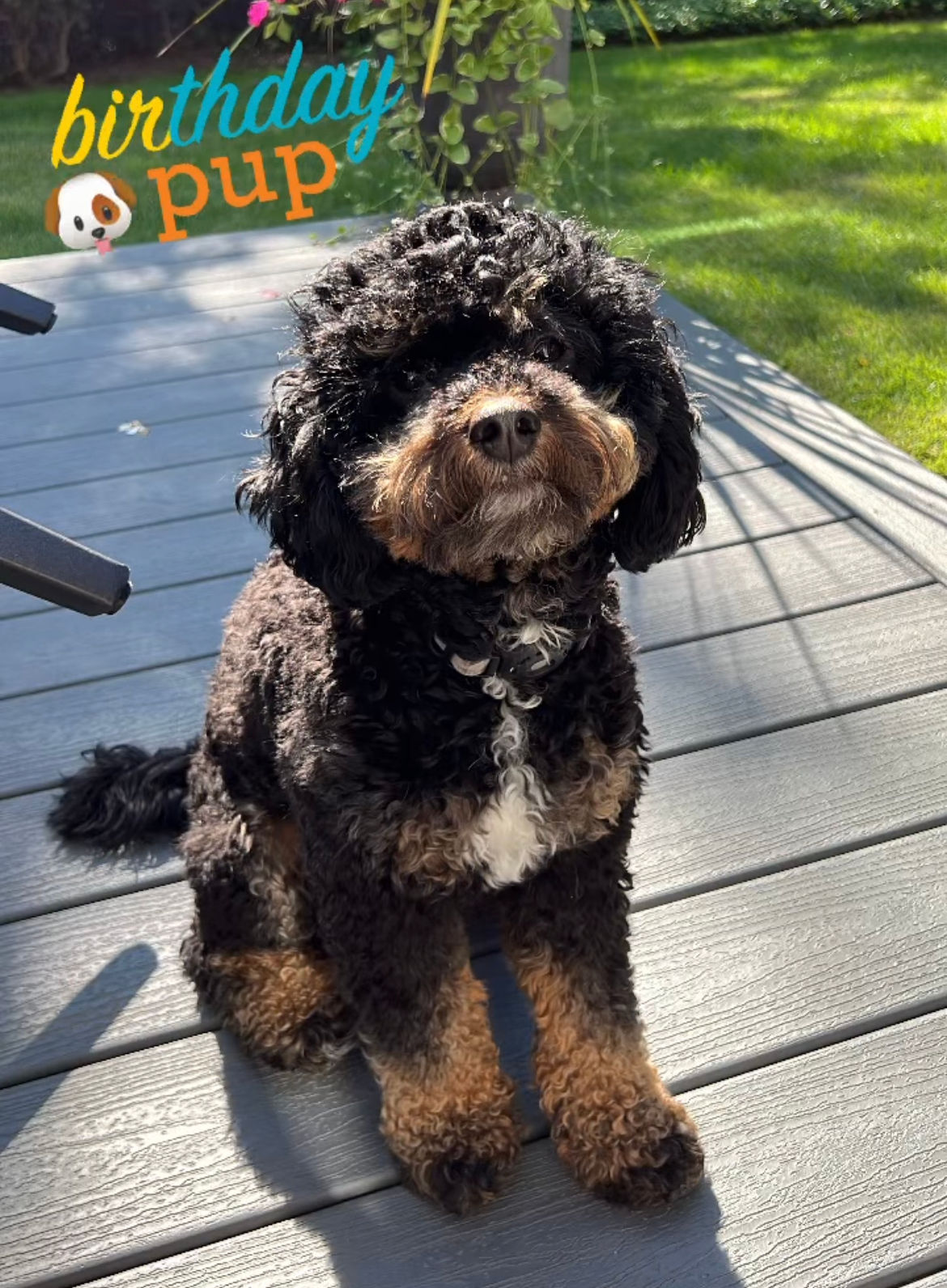 Mini Bernedoodle Pup Being Cute
