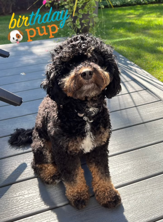 Mini Bernedoodle Pup