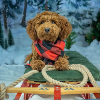 Mini Goldendoodle Being Cute