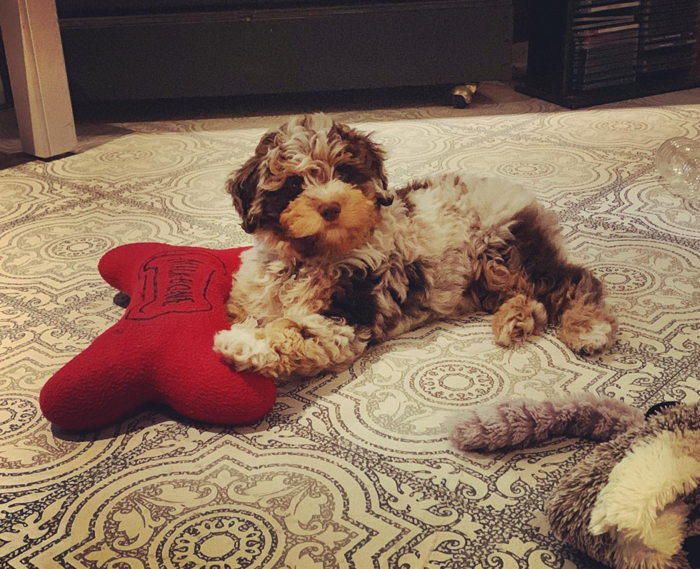 Smart Mini Aussiedoodle Poodle Mix Pup