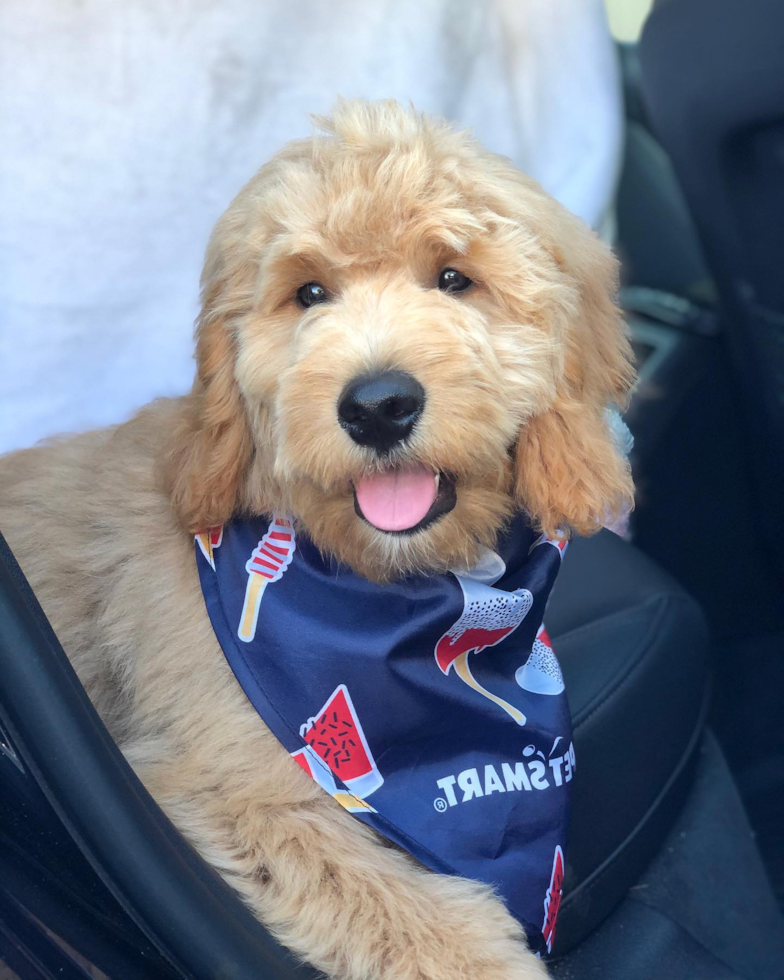 Charlotte Mini Goldendoodle Pup