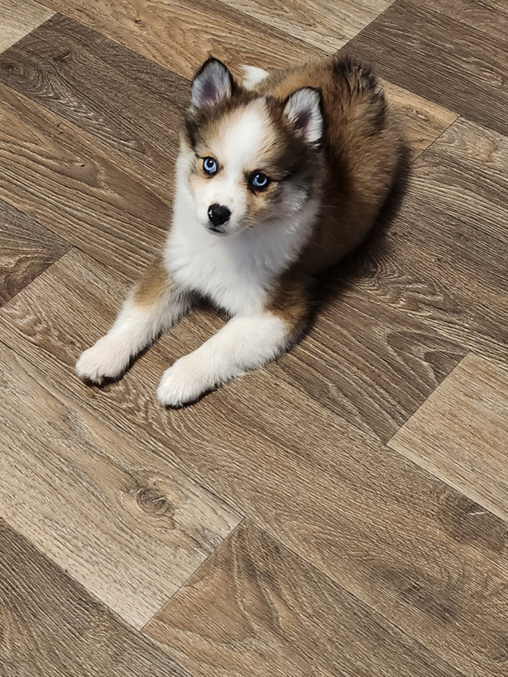 Pomsky Pup