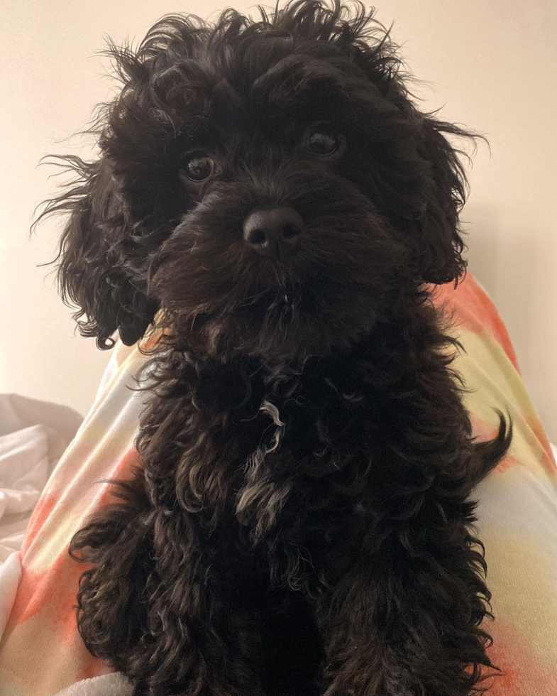 Energetic Cavoodle Poodle Mix Pup