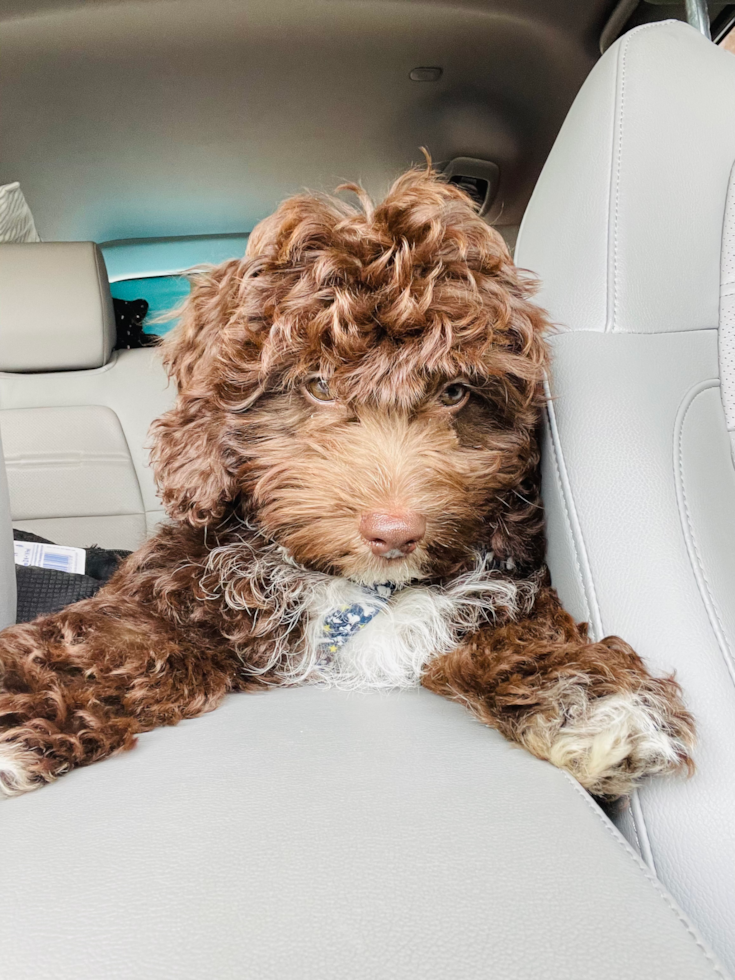 Adorable Aussiepoo Poodle Mix Pup