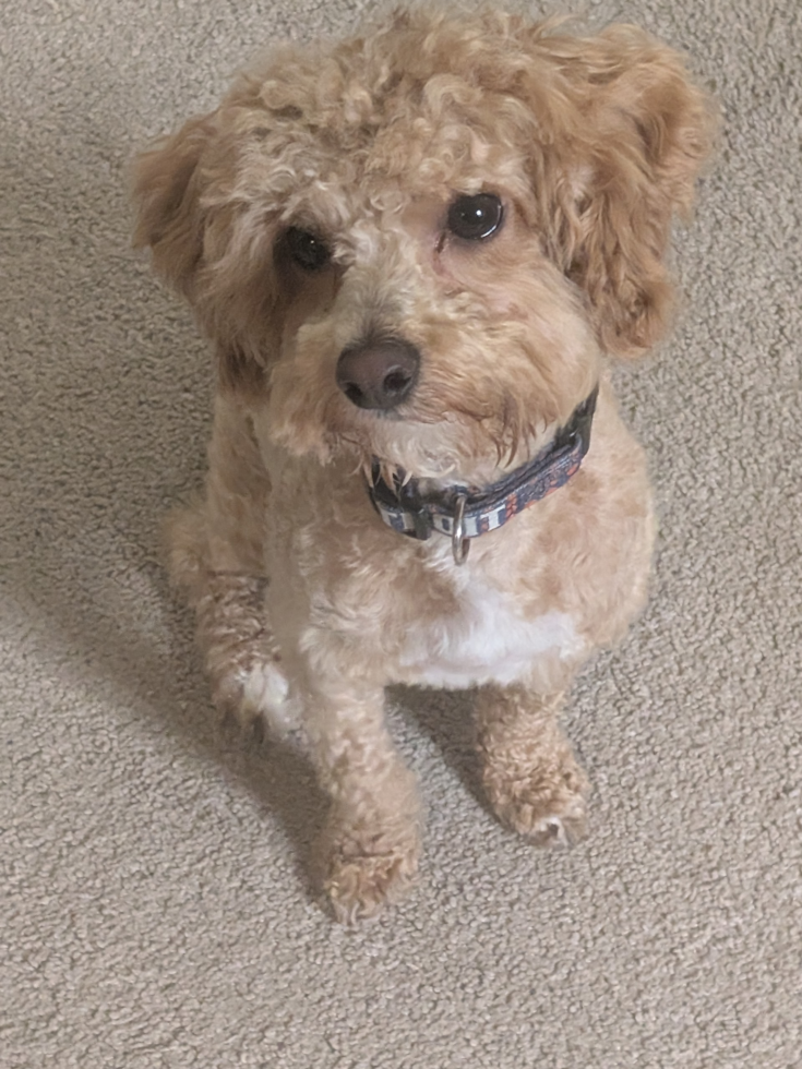 Funny Poochon Poodle Mix Pup