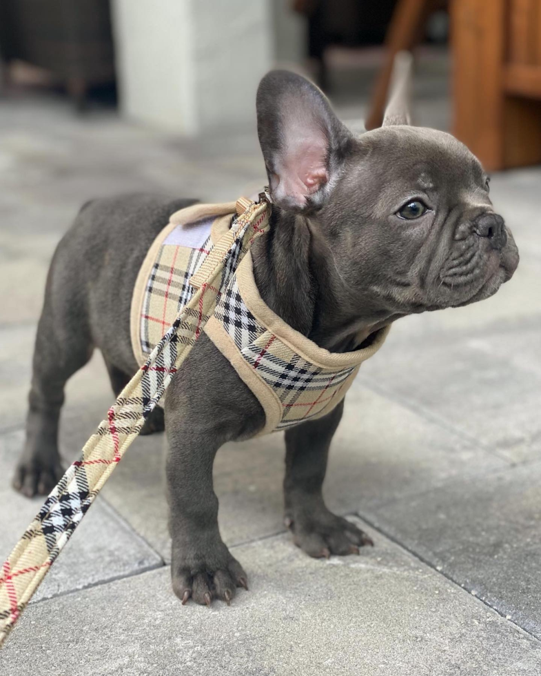 Cute Frenchie Purebred Pup