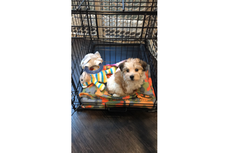 Havanese Pup Being Cute