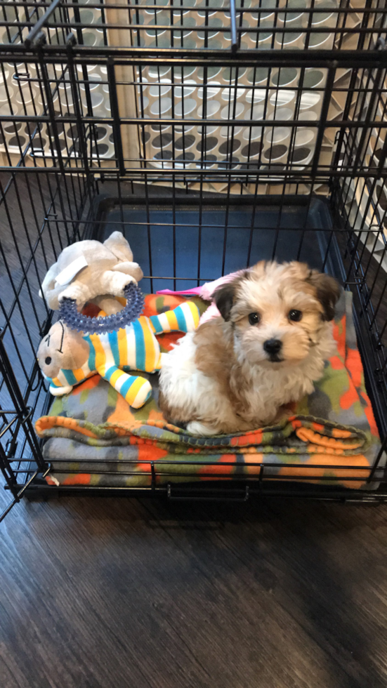 Artesia Havanese Pup