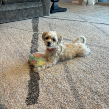 Adorable Shi Chon Designer Pup