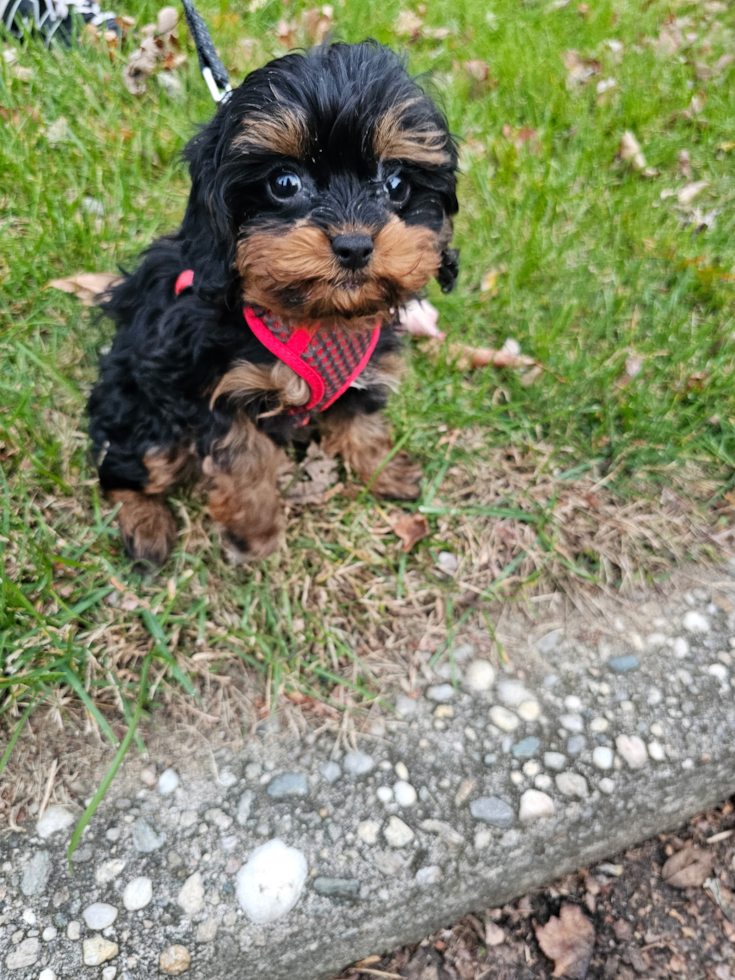 Friendly Cavapoo Pup in