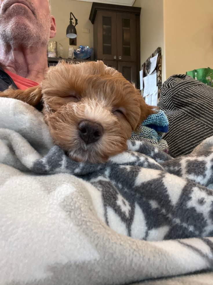 Petite Mini Aussiedoodle Poodle Mix Pup