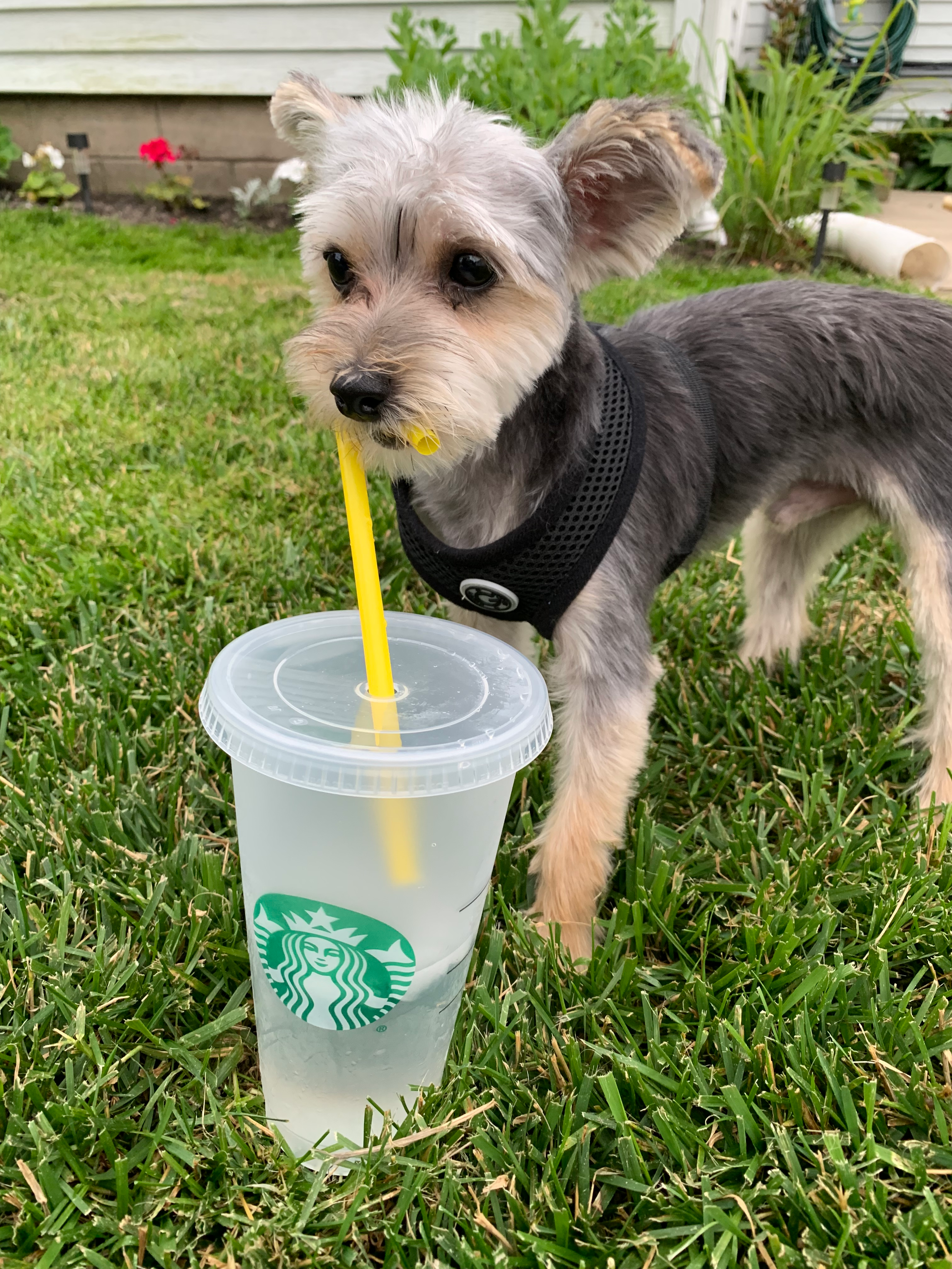 Energetic Yorkie Designer Puppy