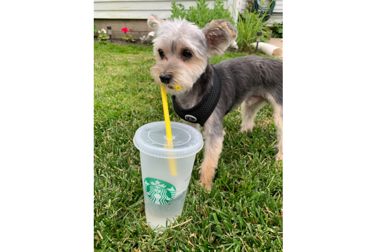 Energetic Yorkie Designer Puppy