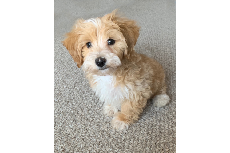 Cute Maltipoo Baby