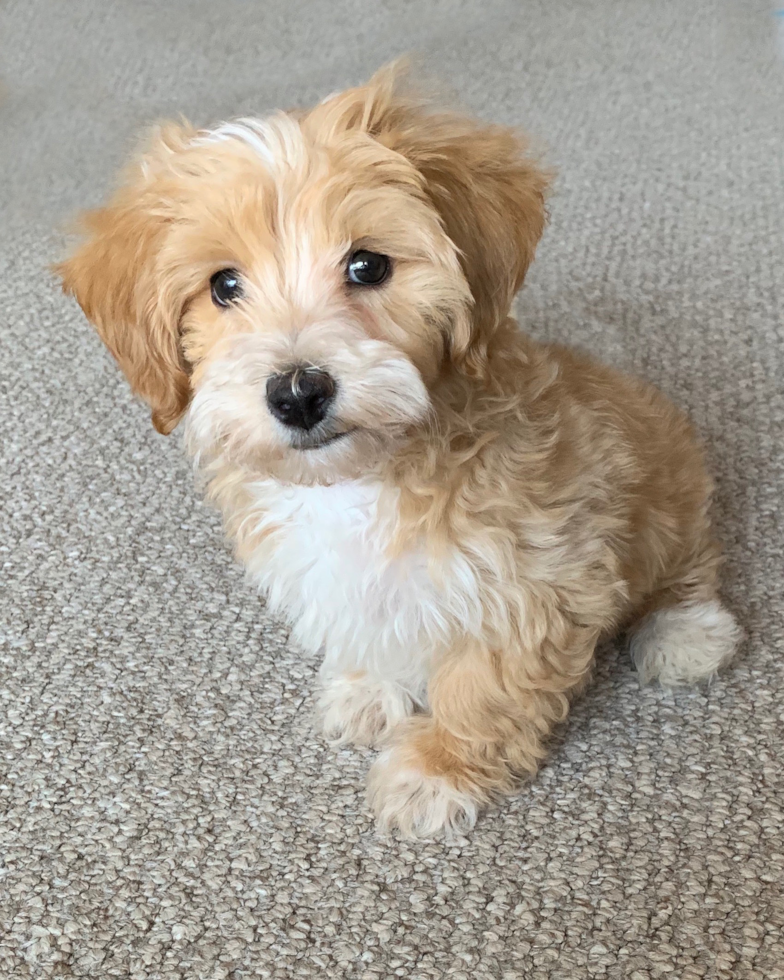 Little Maltepoo Poodle Mix Pup