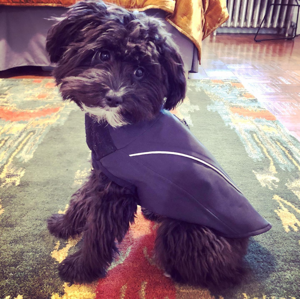 Small Mini Aussiedoodle Pup in Brooklyn NY