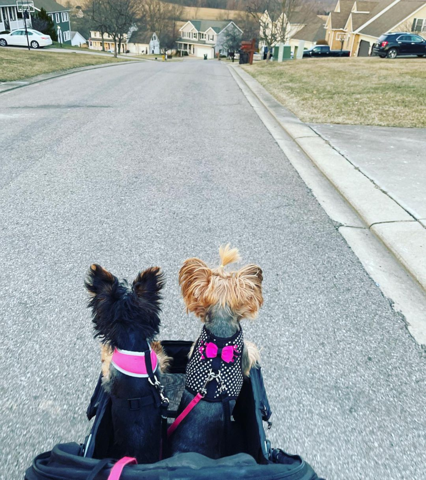 Little Yorkshire Terrier Purebred Pup