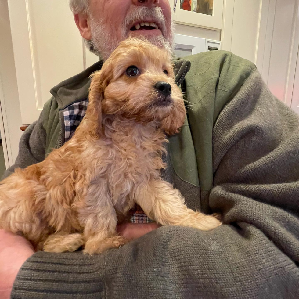 Friendly Cavapoo Pup in Dowagiac MI