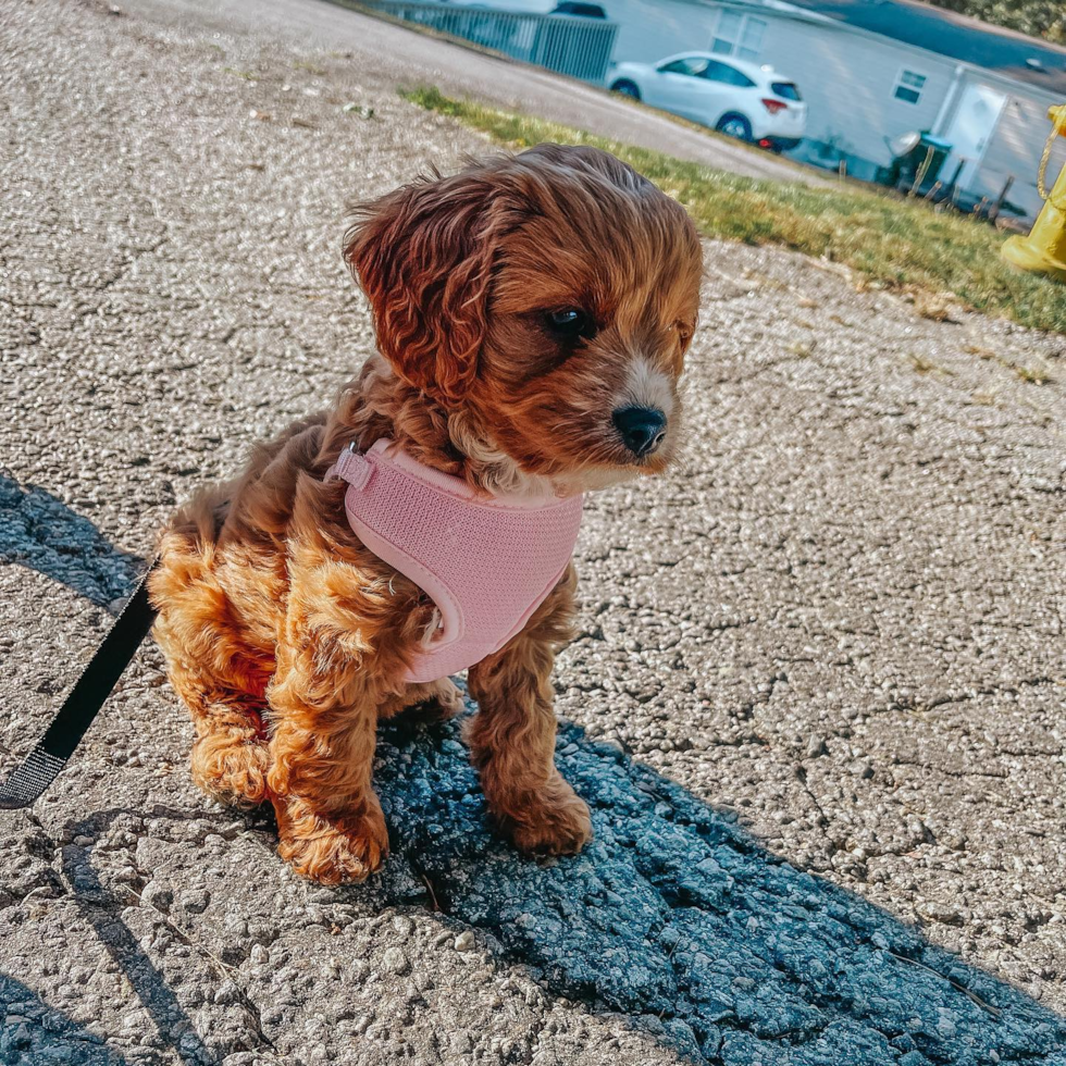 Popular Cavapoo Poodle Mix Pup