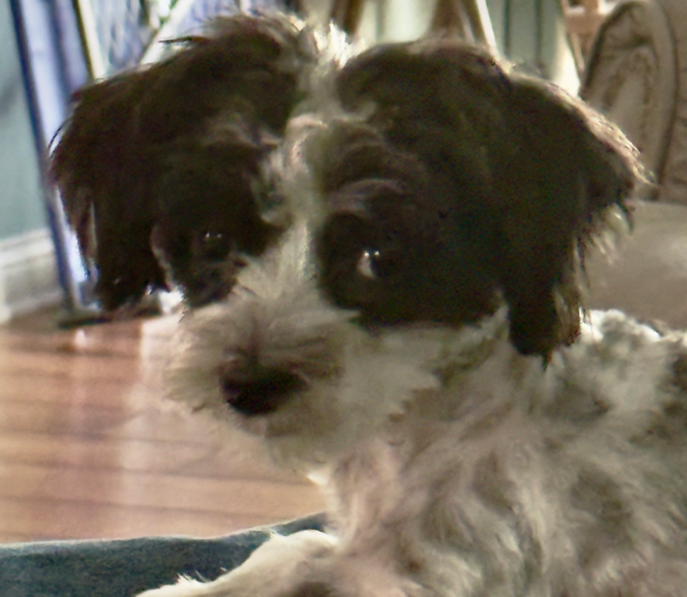 Funny Morkie Designer Pup