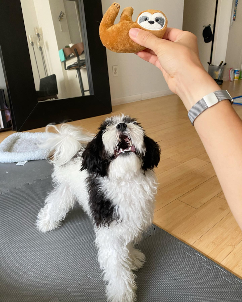 New York Havanese Pup