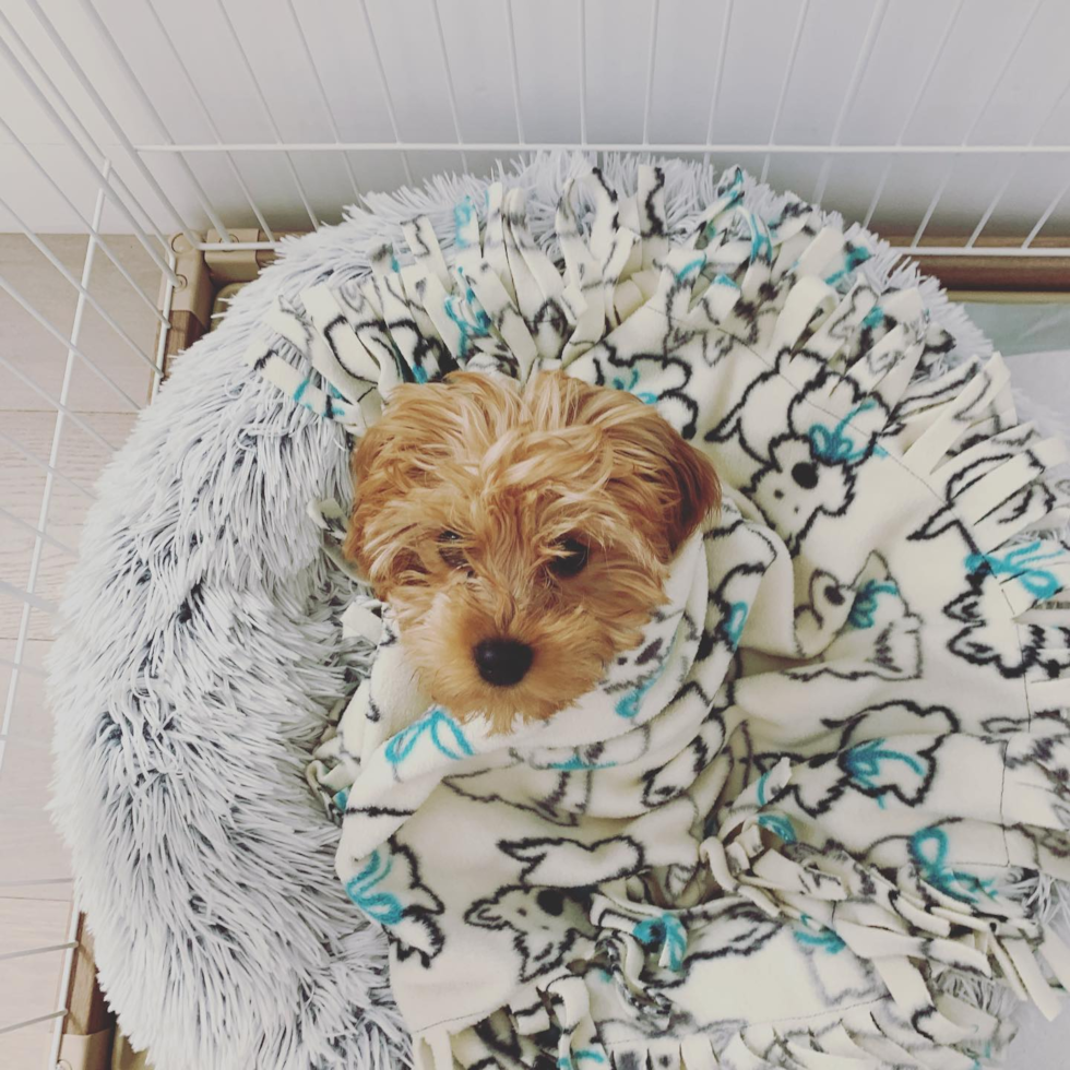 Happy Cavapoo Pup