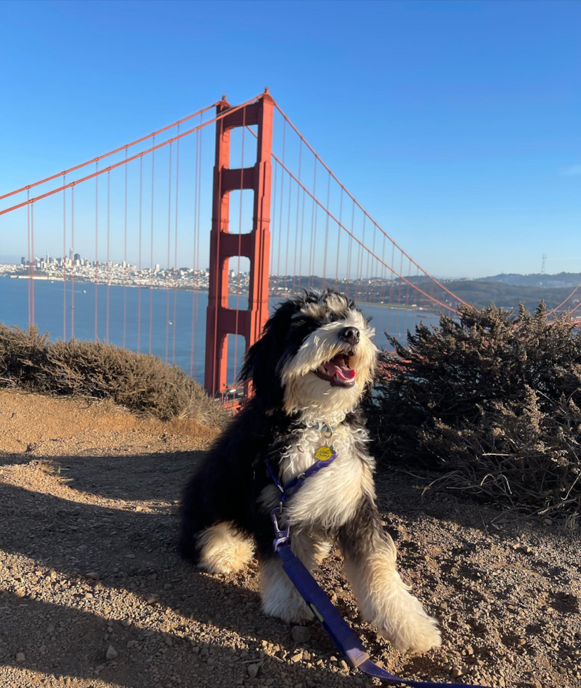 Small Mini Bernedoodle Pup