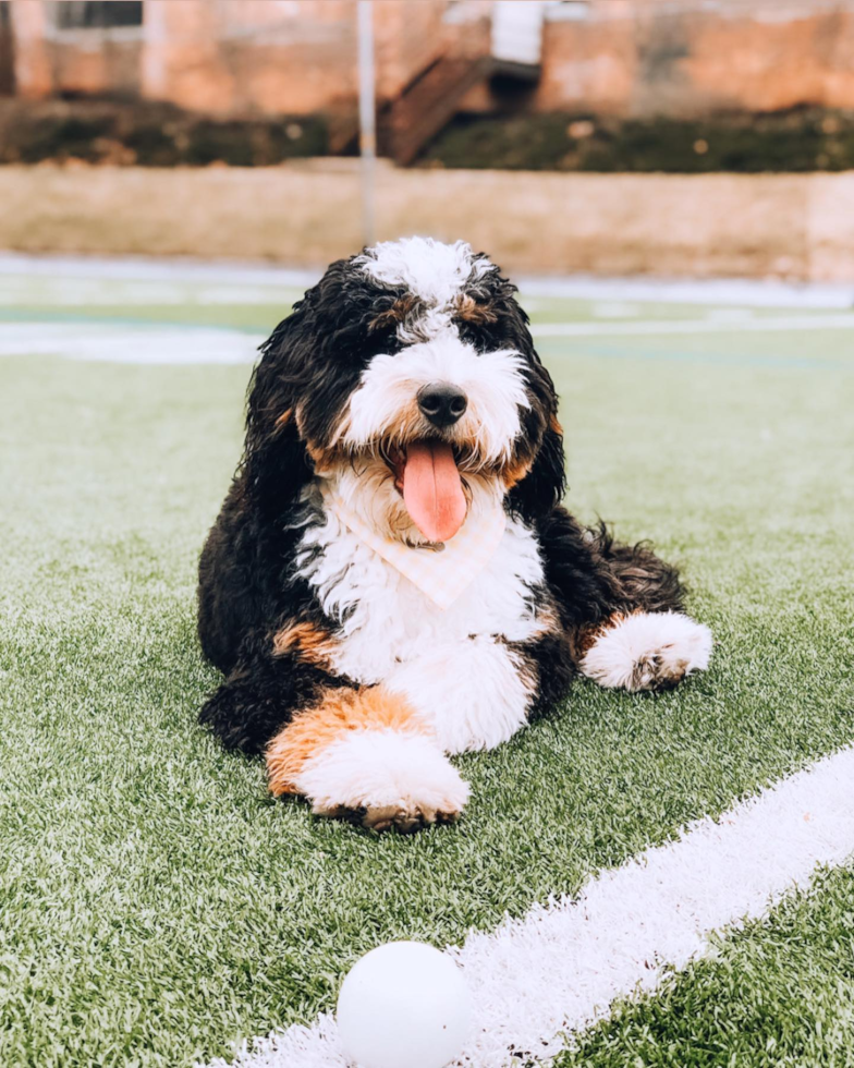 Cute Mini Bernedoodle Pup