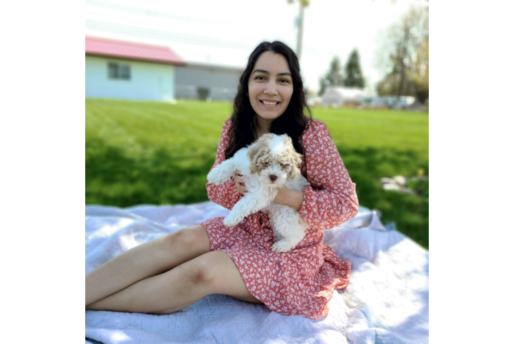 Small Cockapoo Baby