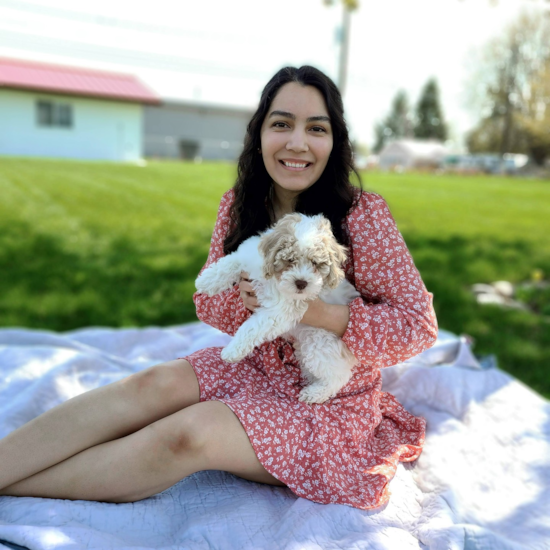 Cockapoo Being Cute