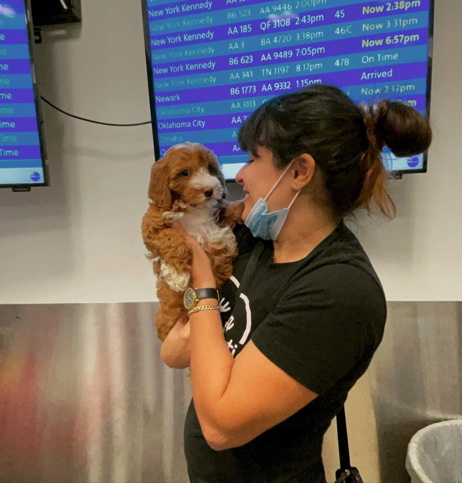 Popular Mini Goldendoodle Poodle Mix Pup