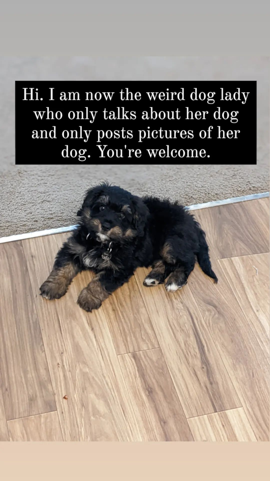 Puyallup Mini Bernedoodle Pup